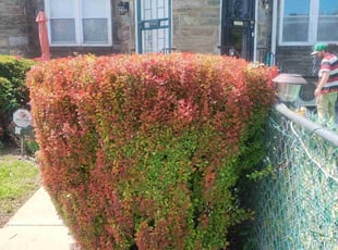 Bush Trimming by Matt Brady for Melvin W. in Philadelphia, PA