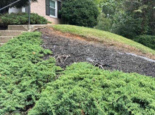 Weeding by Luiz Gosling De Oliveira for Raymond H. in Rockville, MD