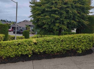 Bush Trimming by Braden Ripple for yeonsoo k. in Bonney Lake, WA
