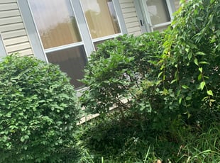 Bush Trimming by Luke Neal for Michael B. in Columbus, OH
