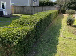 Bush Trimming by Bryan Oren for joseph p. in Virginia Beach, VA