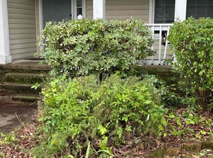 Bush Trimming by Bryan Oren for Caleb S. in Chesapeake, VA