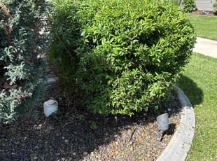 Jennifer D.'s Bush Trimming service result