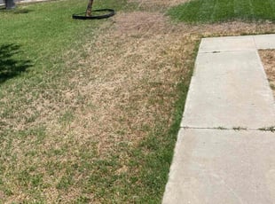 Burton M.'s Lawn Seeding service result