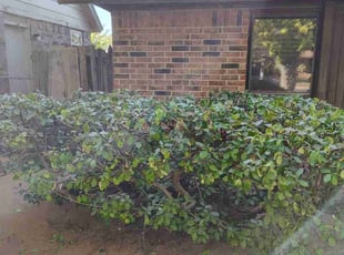 Bush Trimming by James Rego for Teresa J. in Oklahoma City, OK