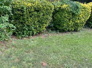 Kevin D.'s Bush Trimming service result