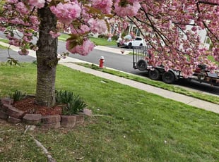 Weeding by Rose Valle for Eli I. in Alexandria, VA