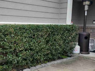 Bush Trimming by Yennifer Campos for Kenneth B. in Houston, TX