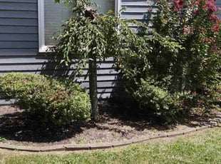 Bush Trimming by Chris Slone for Greg G. in Louisville, KY