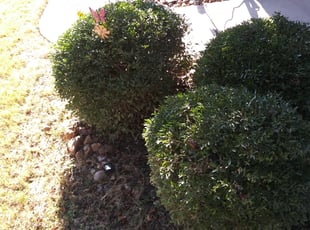 Bush Trimming by Jason Westgor for Adrian J. in Boerne, TX