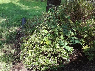 Bush Trimming by Miguel Martinez for Joseph A. in Herndon, VA
