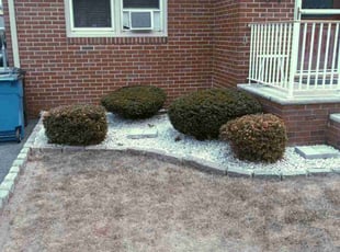Bush Trimming by Joseph Kazlau for Michael M. in Lodi, NJ