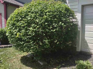 Bush Trimming by Daniel Bunch for Rebecca F. in Galloway, OH