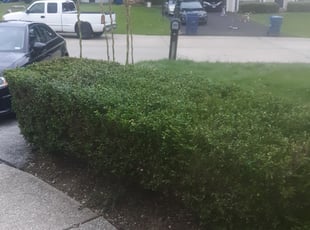 Shahrukh M.'s Bush Trimming service result