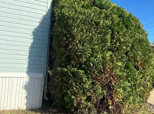 Bush Trimming by William Colindres for Sarahmarie L. in Grimes, IA