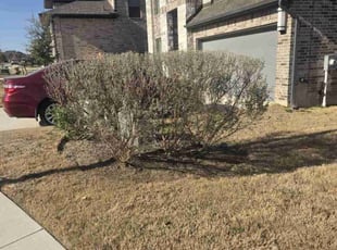 Bush Trimming by Victor Cortes for Brooke G. in Leander, TX