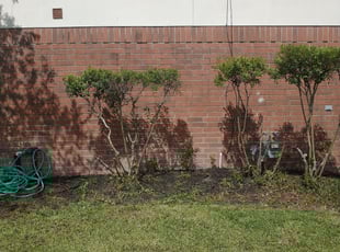 Bush Trimming by Joseph Meshell for Kiera S. in Humble, TX