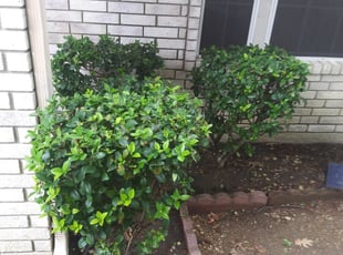 Bush Trimming by Gralin Johnson for 7605 Crescent Lake CT. Ft. TX 76137 G. in Fort Worth, TX