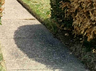 Bush Trimming by Maurice Downing for Maryam M. in Philadelphia, PA