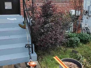 Bush Trimming by Allan Roberts for Victor M. in Washington, DC