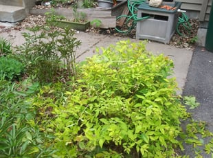 Bush Trimming by Hellen Seon for Helen M. in Mounds View, MN