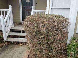 Bush Trimming by YuTasha Jelks for Alexis T. in Pinson, AL