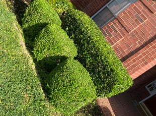Bush Trimming by Nivardo Chavez for Zachary W. in Plano, TX