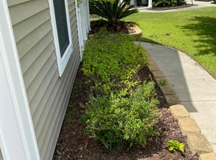 Bush Trimming by Vernon Smalls for Jeff S. in Charleston, SC