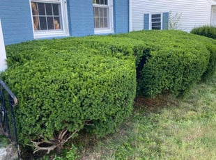 Bush Trimming by Andrew Ventre for Jayne S. in Milton, MA