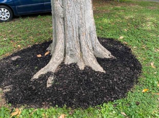 Mulching by Richard Tucker for Carolyn . in Richmond, VA