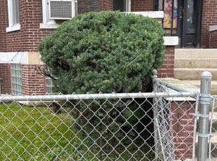 Bush Trimming by Gabriel Tellez for Mary Ann W. in Chicago, IL