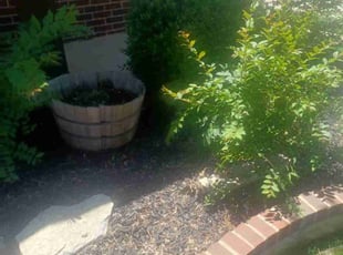 Weeding by Jose Rodriguez for Briana J. in Fort Worth, TX