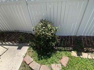 Bush Trimming by Dominique Smith for Serena S. in Fort Mill, SC