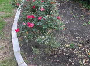 Leaf Removal by Terrance Jennings for Barrett B. in Georgetown, TX