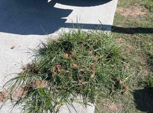 Bush Trimming by Marcelo Tellez for Annalies A. in Pendergrass, GA