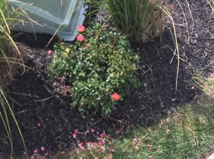 Bush Trimming by Ryan Black for Keith B. in Parkville, MO