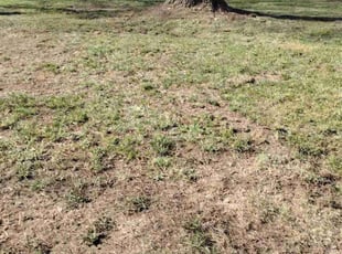 Leaf Removal by Tim Birch for Blake Z. in Omaha, NE