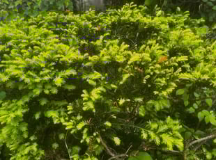 Bush Trimming by James Abernathy for Cheri C. in Cincinnati, OH