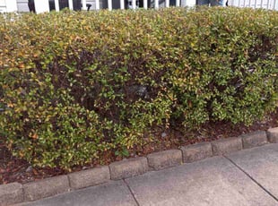 Bush Trimming by Tarik Sampson for Khadijah C. in Stafford, VA