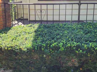 Bush Trimming by Robert Doedy for Karl R. in Milwaukee, WI