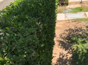 Bush Trimming by Johnie Parker for Kristen c. in Fresno, CA