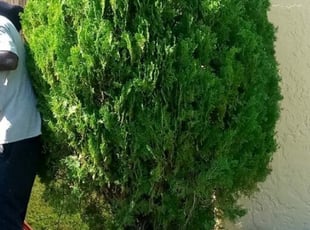 Bush Trimming by CARLOS LUCAS for Luis E. in Orlando, FL