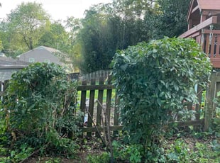 Hanna M.'s Bush Trimming service result