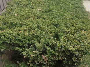 Bush Trimming by Robert Doedy for Karl R. in Milwaukee, WI