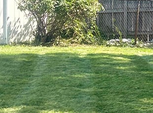 Bush Trimming by Shane Fellers for Colleen P. in Livonia, MI