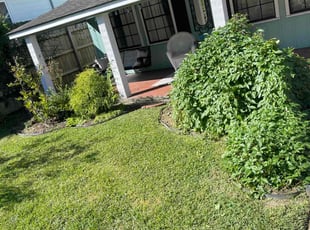 Weeding by Layken Hebert for George V. in Baton Rouge, LA