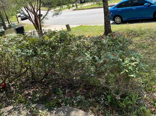 Bush Trimming by Brian McClellan for Derrica B. in Columbus, GA