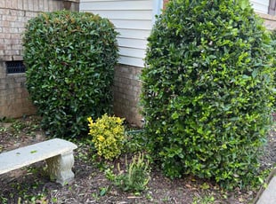 Bush Trimming by Shelita Turner for B. M. in Charlotte, NC