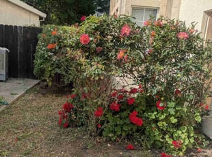 Bush Trimming by Steven Werry for Chrisdy W. in Antelope, CA