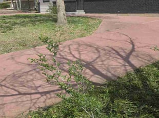 Cleanups by Tiffany Higgins for Joaquin C. in Colorado Springs, CO